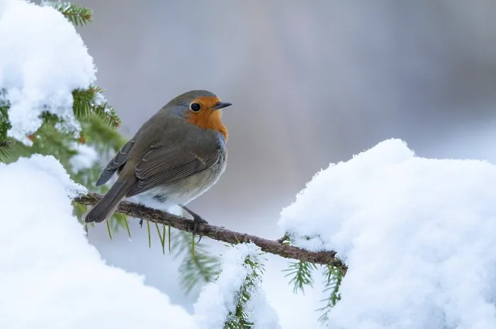 Gerahmter Druck : Erithacus rubecula, Rotkehlchen, Rotkehlchen Gerahmter Druck : Erithacus rubecula, Rotkehlchen, Rotkehlchen