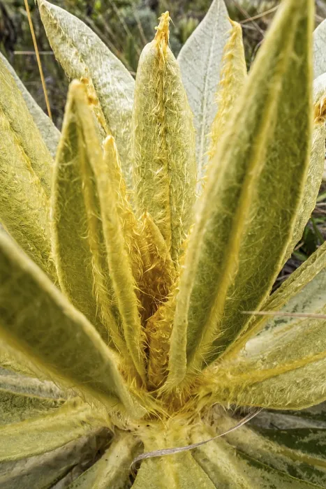 Gerahmter Druck : Espeletia Pycnophylla, Paramo de Gabriel Lopez Gerahmter Druck : Espeletia Pycnophylla, Paramo de Gabriel Lopez
