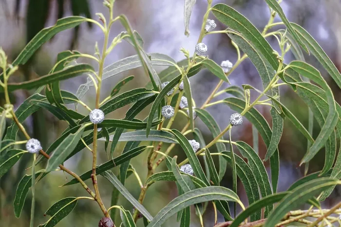 Gerahmter Druck : Eukalyptus, Eucalyptus globulus LABILL., Australien Gerahmter Druck : Eukalyptus, Eucalyptus globulus LABILL., Australien