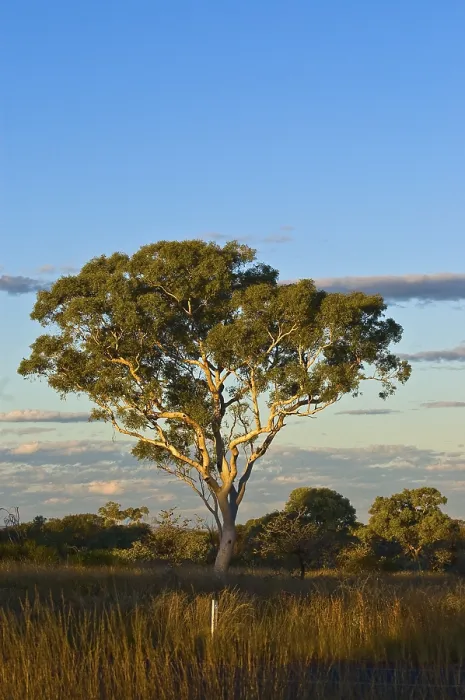 Gerahmter Druck : Eukalyptusbaum (Eucalyptus spec) Gerahmter Druck : Eukalyptusbaum (Eucalyptus spec)