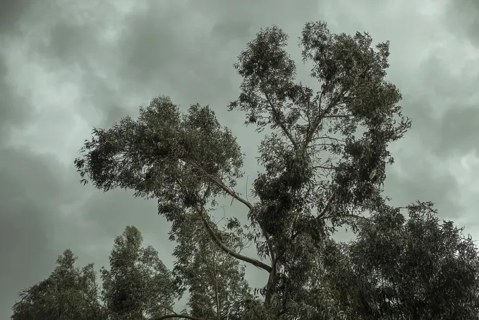 Gerahmter Druck : Eukalyptusbäume (Eucalyptus globulus) Gerahmter Druck : Eukalyptusbäume (Eucalyptus globulus)