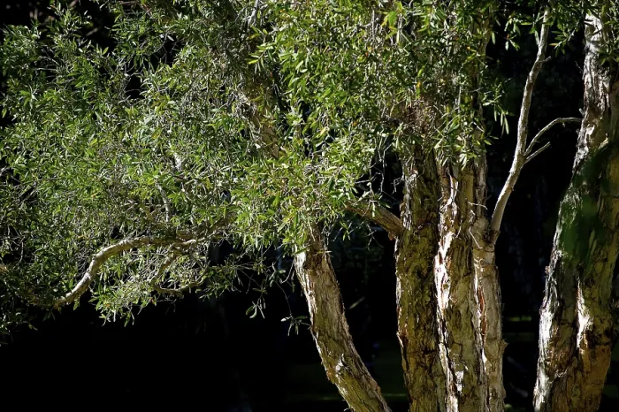 Gerahmter Druck : Eukalypten (Eucalyptus), Eucalyptus Gerahmter Druck : Eukalypten (Eucalyptus), Eucalyptus
