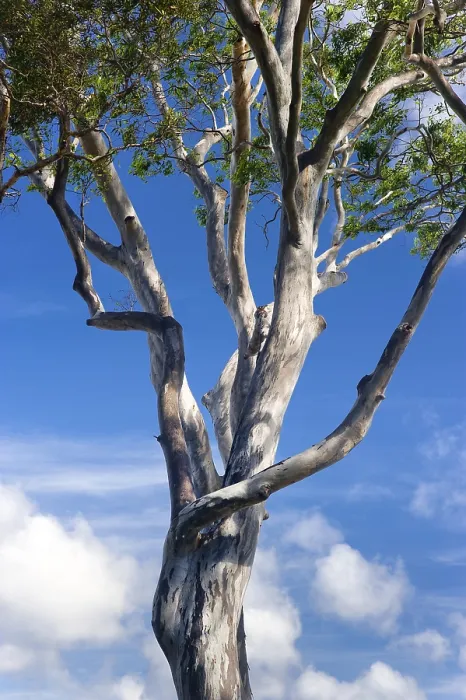 Gerahmter Druck : Eukalypten (Eucalyptus), Baum. Gerahmter Druck : Eukalypten (Eucalyptus), Baum.