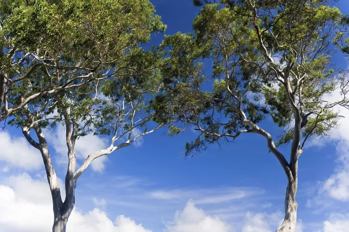 Gerahmter Druck : Eukalypten (Eucalyptus), Baum.