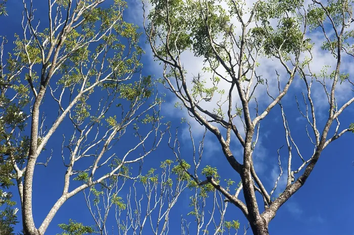 Gerahmter Druck : Eukalypten (Eucalyptus), Baum. Gerahmter Druck : Eukalypten (Eucalyptus), Baum.