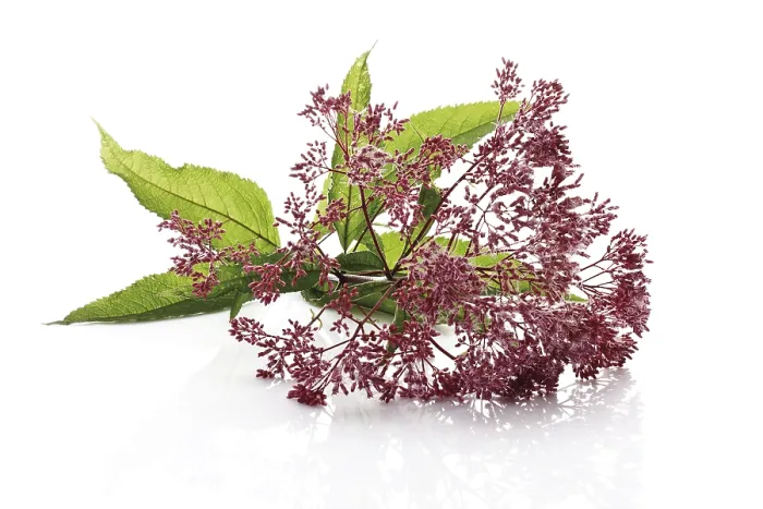 Gerahmter Druck : Eupatorium Gerahmter Druck : Eupatorium