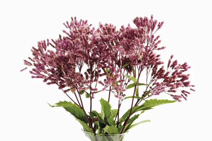 Gerahmter Druck : Eupatorium (Eupatorium) Gerahmter Druck : Eupatorium (Eupatorium)