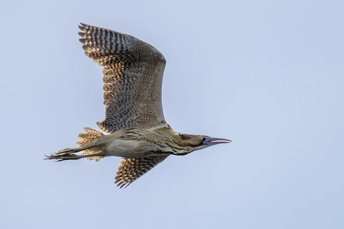 Gerahmter Druck : Der Eurasische Rohrweihe (Botaurus stellaris) in Flug. Gerahmter Druck : Der Eurasische Rohrweihe (Botaurus stellaris) in Flug.