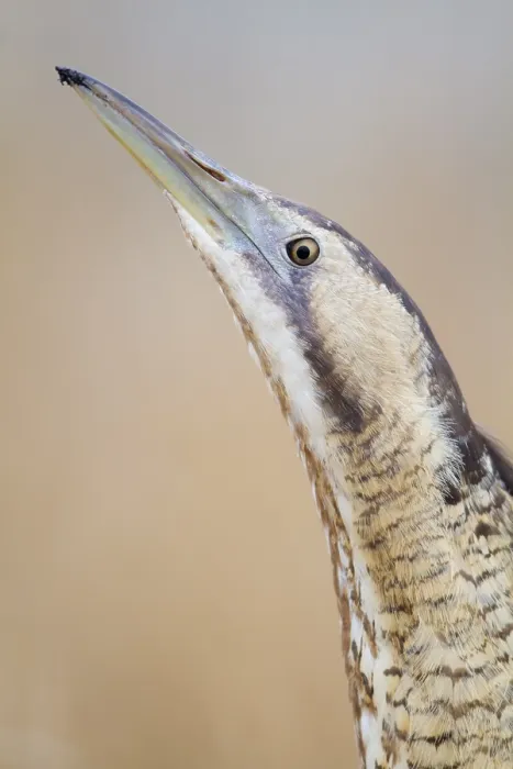 Gerahmter Druck : Europäischer Rohrweihe oder Große Rohrweihe (Botaurus stellaris) Gerahmter Druck : Europäischer Rohrweihe oder Große Rohrweihe (Botaurus stellaris)