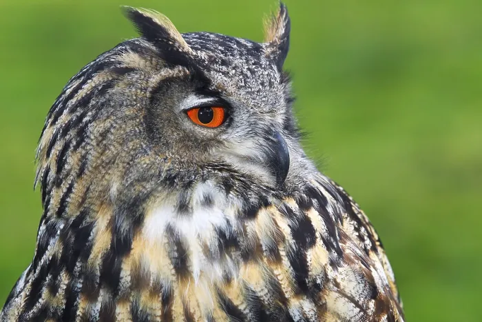 Gerahmter Druck : Eurasische Schreiadler (Bubo bubo) Gerahmter Druck : Eurasische Schreiadler (Bubo bubo)