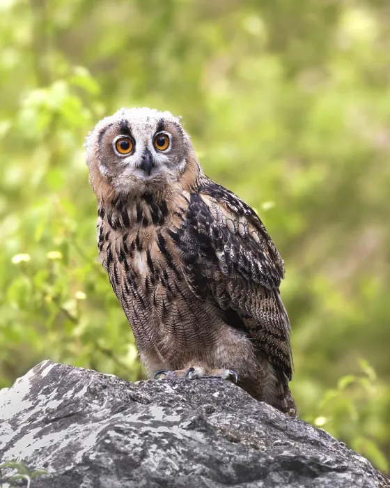 Gerahmter Druck : Eurasischer Schreiadler (Bubo bubo) Gerahmter Druck : Eurasischer Schreiadler (Bubo bubo)