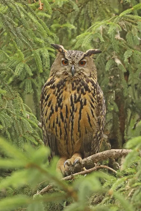Gerahmter Druck : Eurasischer Schreiadler (Bubo bubo) Gerahmter Druck : Eurasischer Schreiadler (Bubo bubo)