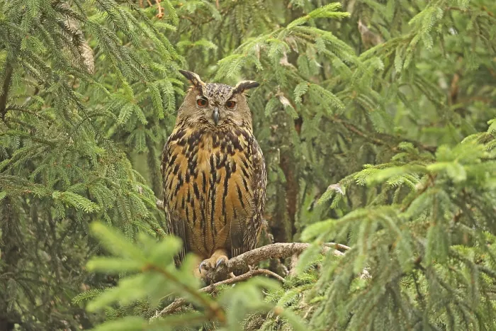 Gerahmter Druck : Eurasische Schreihuhn (Bubo bubo)