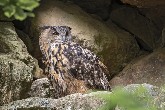 Gerahmter Druck : Eurasischer Schreiadler (Bubo bubo) Gerahmter Druck : Eurasischer Schreiadler (Bubo bubo)