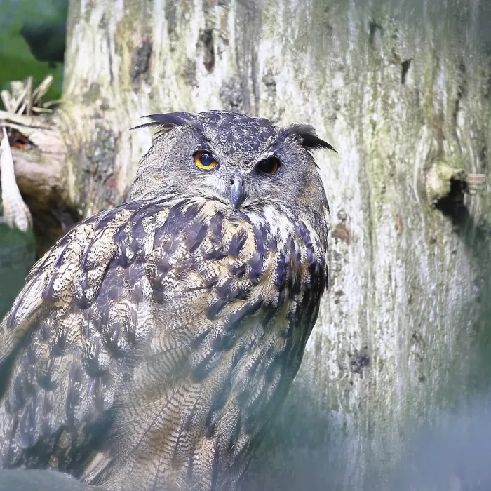 Gerahmter Druck : Bubo bubo. Eurasische Schreibeule (Bubo bubo) Gerahmter Druck : Bubo bubo. Eurasische Schreibeule (Bubo bubo)