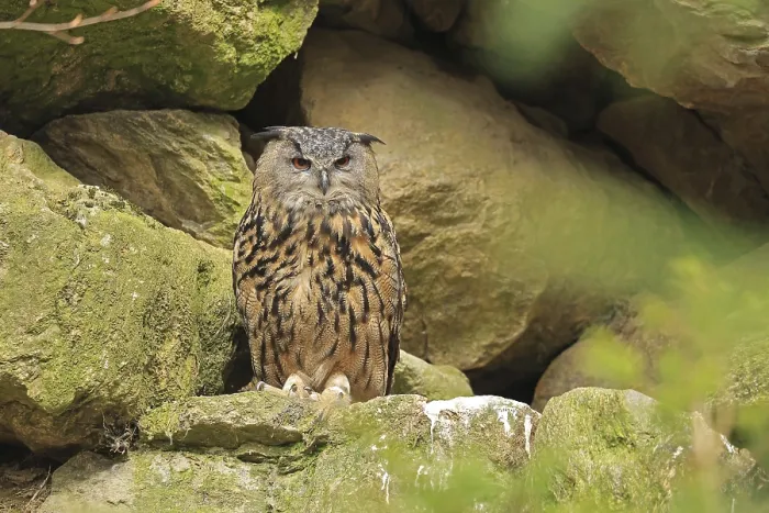 Gerahmter Druck : Eurasischer Schreiadler (Bubo bubo) Gerahmter Druck : Eurasischer Schreiadler (Bubo bubo)