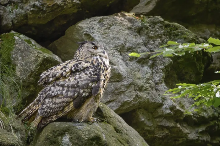 Gerahmter Druck : Eurasische Schreibeule (Bubo bubo) Gerahmter Druck : Eurasische Schreibeule (Bubo bubo)