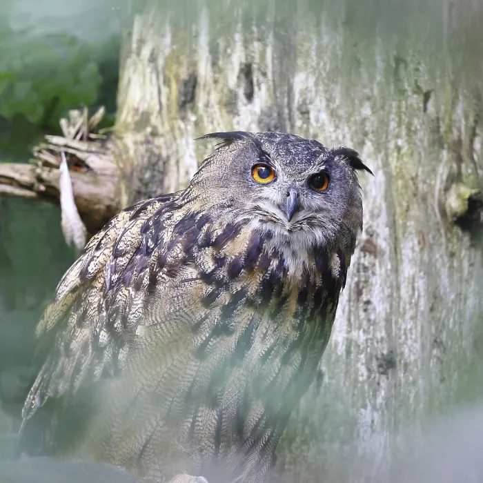 Gerahmter Druck : Eurasischer Schreiadler (Bubo bubo) Gerahmter Druck : Eurasischer Schreiadler (Bubo bubo)