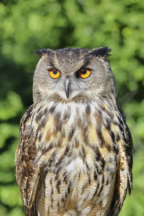 Gerahmter Druck : Eurasischer Schreiadler (Bubo bubo) Gerahmter Druck : Eurasischer Schreiadler (Bubo bubo)