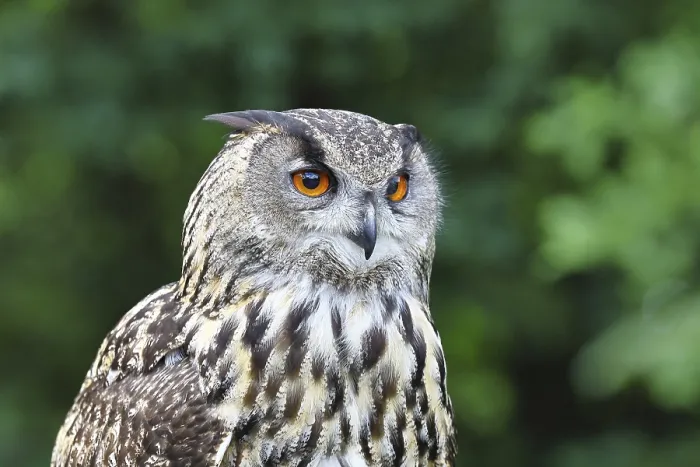 Gerahmter Druck : Eurasische Schreiadler (Bubo bubo) Gerahmter Druck : Eurasische Schreiadler (Bubo bubo)