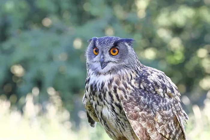 Gerahmter Druck : Eurasische Schreiadler (Bubo bubo) Gerahmter Druck : Eurasische Schreiadler (Bubo bubo)