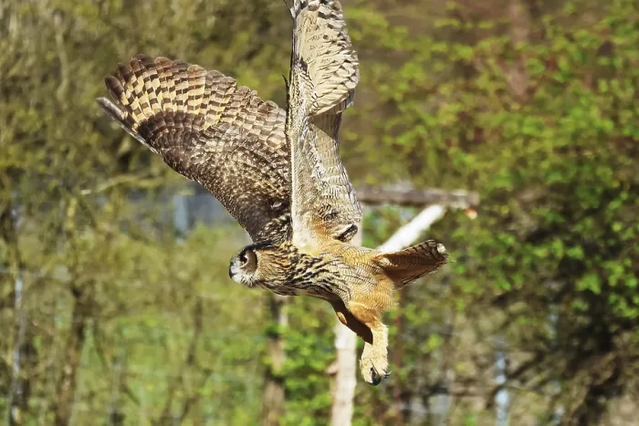 Gerahmter Druck : Eurasische Schleiereule, Bubo bubo, in Flug. Gerahmter Druck : Eurasische Schleiereule, Bubo bubo, in Flug.