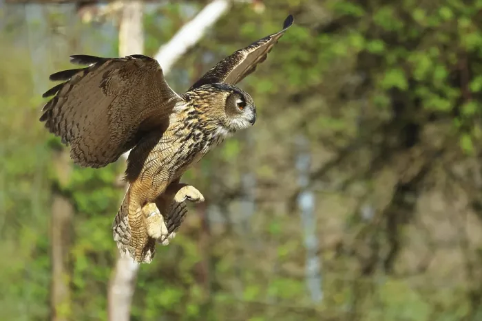 Gerahmter Druck : Eurasische Schreiadler, Bubo bubo, in Flug. Gerahmter Druck : Eurasische Schreiadler, Bubo bubo, in Flug.