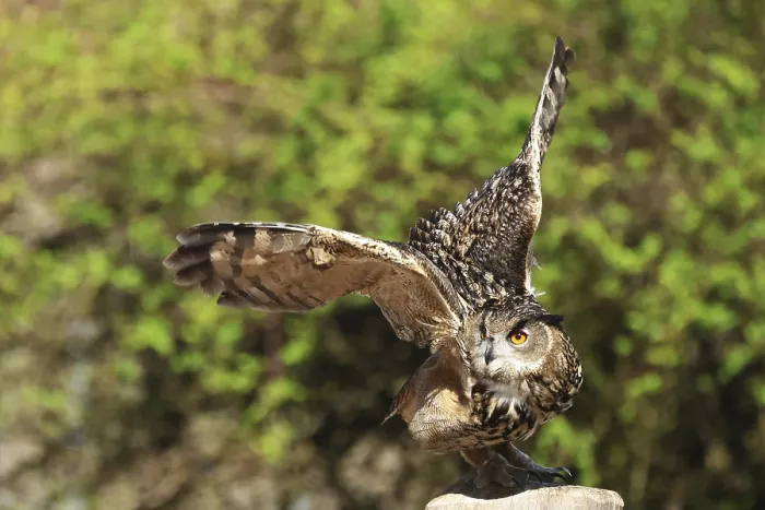 Gerahmter Druck : Eurasische Schreiseule, Bubo bubo, in Flug. Gerahmter Druck : Eurasische Schreiseule, Bubo bubo, in Flug.