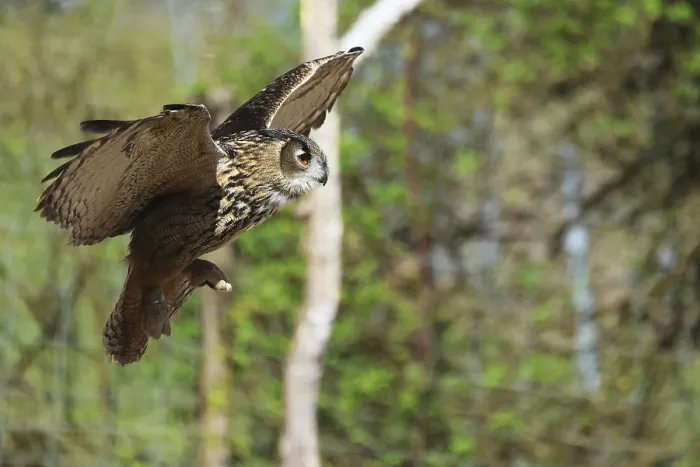 Gerahmter Druck : Eurasische Schreiadler, Bubo bubo, in Flug. Gerahmter Druck : Eurasische Schreiadler, Bubo bubo, in Flug.