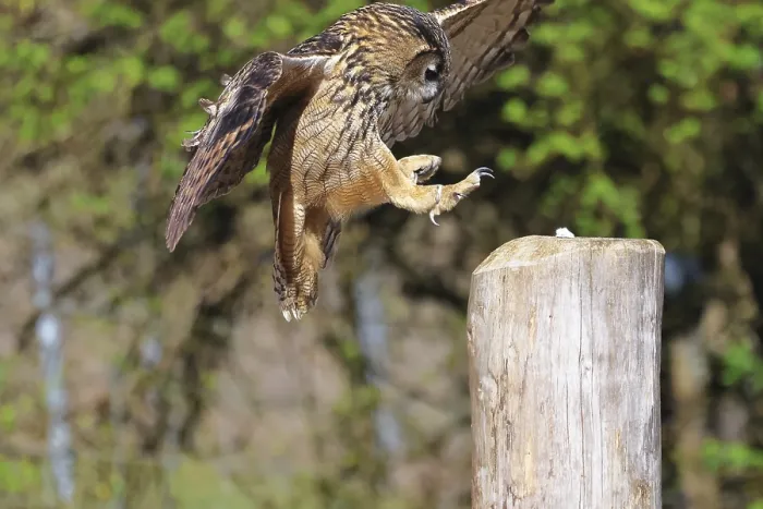 Gerahmter Druck : Eurasische Schreihuhn, Bubo bubo, in Flug. Gerahmter Druck : Eurasische Schreihuhn, Bubo bubo, in Flug.
