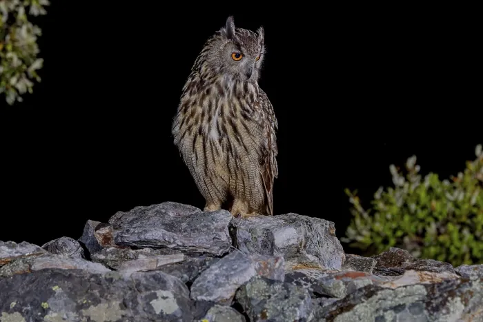 Gerahmter Druck : Eurasische Schreiadler-Eule (Bubo bubo) Gerahmter Druck : Eurasische Schreiadler-Eule (Bubo bubo)