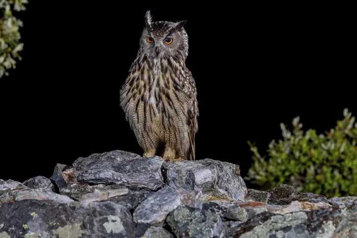 Gerahmter Druck : Eurascher Schreiadler (Bubo bubo) Gerahmter Druck : Eurascher Schreiadler (Bubo bubo)