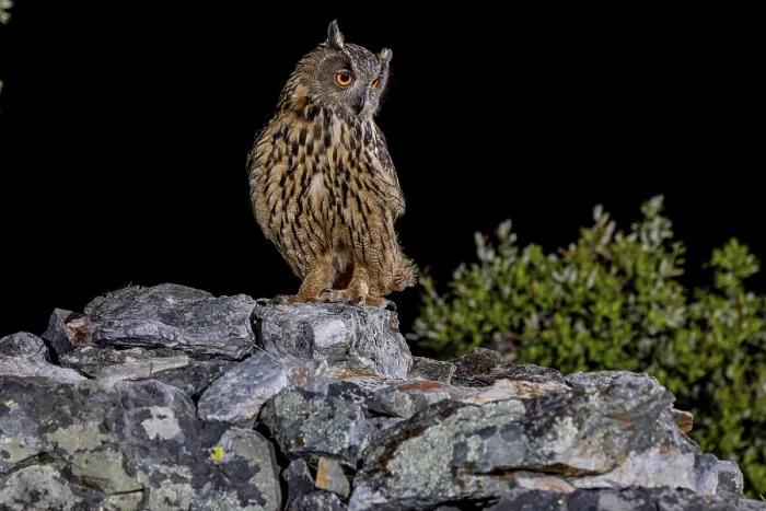 Gerahmter Druck : Eurasian Eagle-owl (Bubo bubo) Gerahmter Druck : Eurasian Eagle-owl (Bubo bubo)