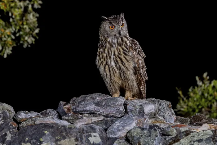 Gerahmter Druck : Eurasische Schreihuhn (Bubo bubo) Gerahmter Druck : Eurasische Schreihuhn (Bubo bubo)