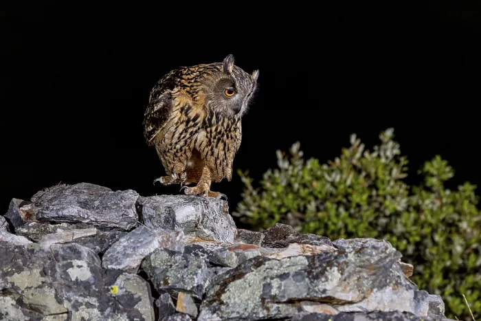 Gerahmter Druck : Eurasische Schreiadler-Eule (Bubo bubo) Gerahmter Druck : Eurasische Schreiadler-Eule (Bubo bubo)