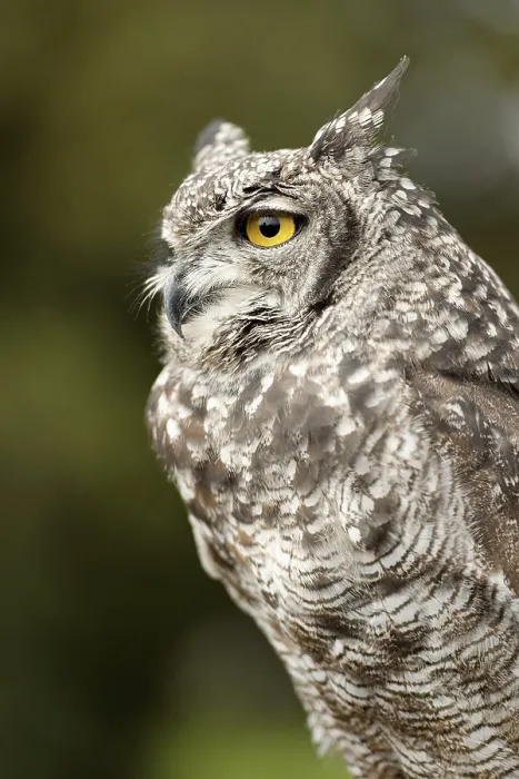 Gerahmter Druck : Eurasische Schreihuhn schräg.