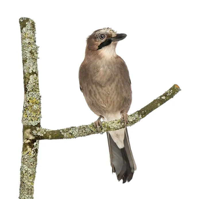 Gerahmter Druck : Eurasian Jay auf einem Ast, Garrulus glandarius, isoliert auf weiß. Gerahmter Druck : Eurasian Jay auf einem Ast, Garrulus glandarius, isoliert auf weiß.