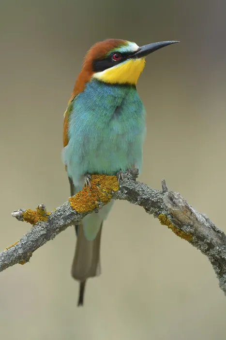 Gerahmter Druck : Europäischer Bienenfresser (Merops apiaster) Gerahmter Druck : Europäischer Bienenfresser (Merops apiaster)