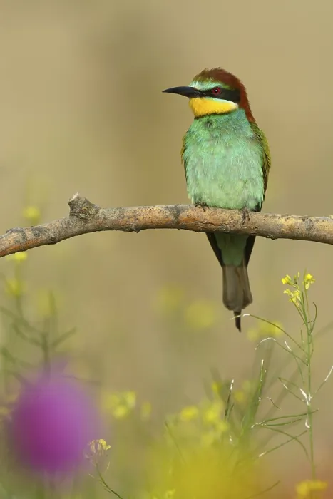 Gerahmter Druck : Europäischer Bienenfresser (Merops apiaster) Gerahmter Druck : Europäischer Bienenfresser (Merops apiaster)