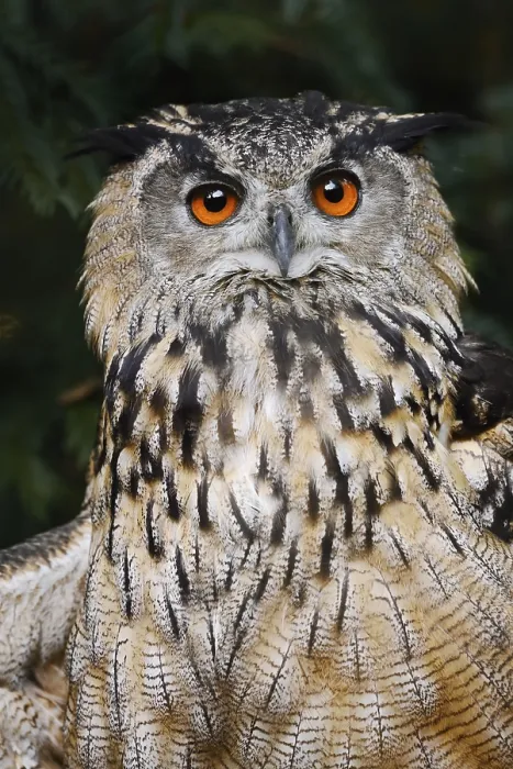 Gerahmter Druck : Europäischer Schreiadler (Bubo bubo) Gerahmter Druck : Europäischer Schreiadler (Bubo bubo)