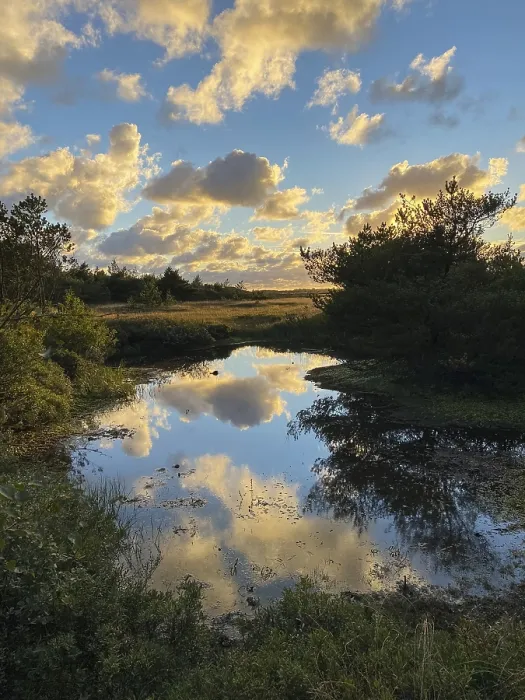 Gerahmter Druck : Abendwolken spiegeln sich in einem kleinen See. Gerahmter Druck : Abendwolken spiegeln sich in einem kleinen See.
