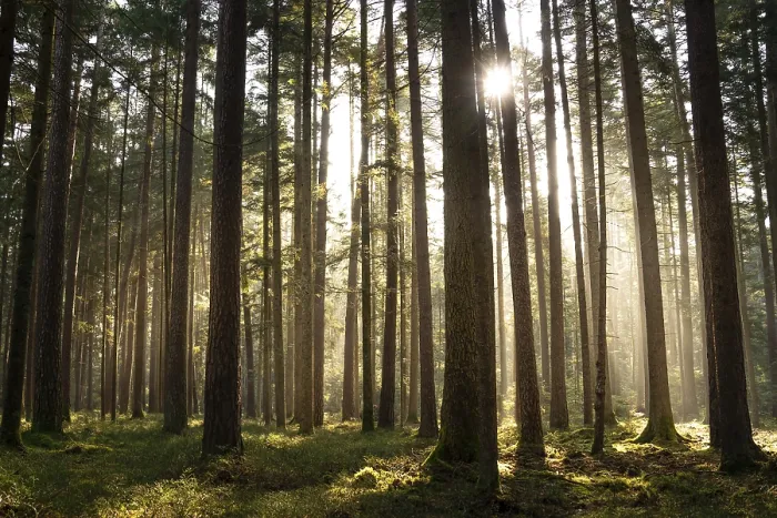 Gerahmter Druck : Abendlicht im Schwarzwald. Gerahmter Druck : Abendlicht im Schwarzwald.
