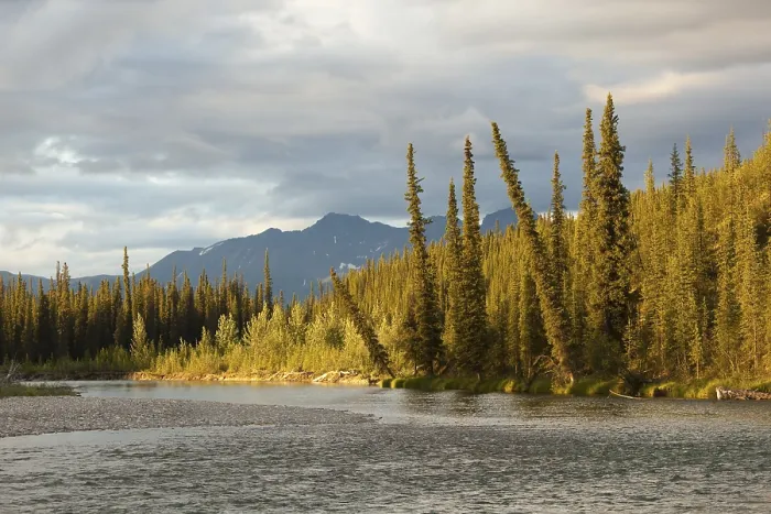 Gerahmter Druck : Abendlicht in einem borealen Fichtenwald, Oberer Liard River, Pelly-Berge im Hintergrund, Yukon-Territorium, Kanada Gerahmter Druck : Abendlicht in einem borealen Fichtenwald, Oberer Liard River, Pelly-Berge im Hintergrund, Yukon-Territorium, Kanada