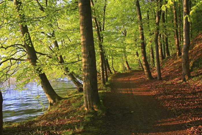 Gerahmter Druck : Abendstimmung am Plauer See. Gerahmter Druck : Abendstimmung am Plauer See.
