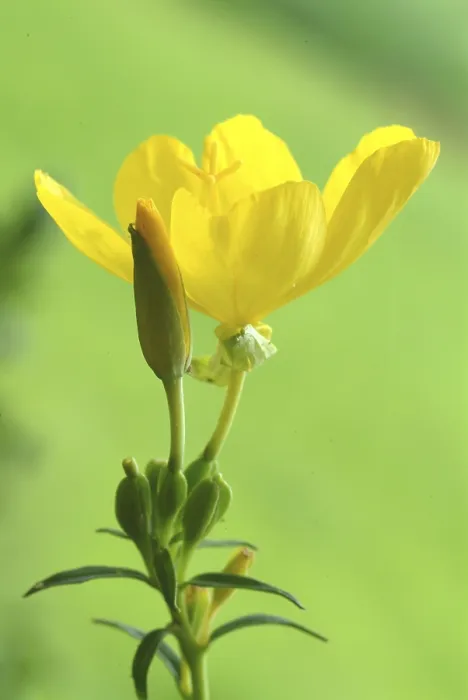 Gerahmter Druck : Abendprimelblume, draußen. Gerahmter Druck : Abendprimelblume, draußen.