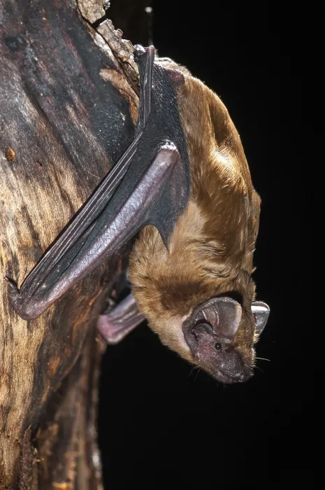 Gerahmter Druck : Abendsegler, Gemeine Abendsegle (wird auch als Noctule bezeichnet) Gerahmter Druck : Abendsegler, Gemeine Abendsegle (wird auch als Noctule bezeichnet)