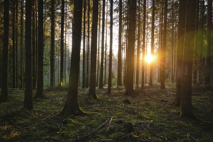 Gerahmter Druck : Abendsonne im Schwarzwald Gerahmter Druck : Abendsonne im Schwarzwald