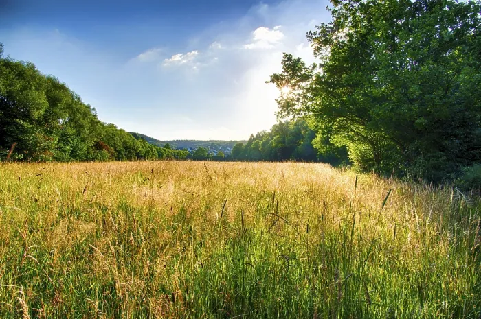 Gerahmter Druck : Abendsonne im Sommer Gerahmter Druck : Abendsonne im Sommer