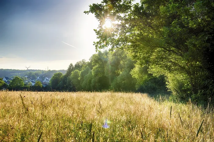 Gerahmter Druck : Abendsonne im Sommer.