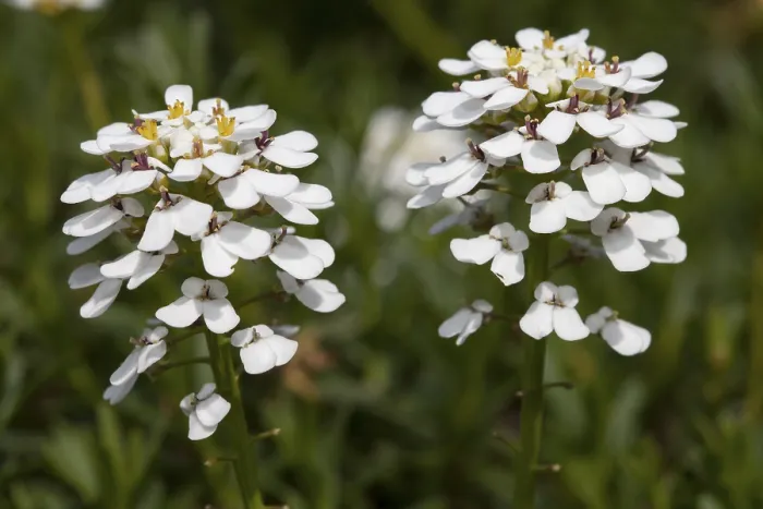 Gerahmter Druck : Ewiggrüne Schleifenblume (Iberis sempervirens) Gerahmter Druck : Ewiggrüne Schleifenblume (Iberis sempervirens)